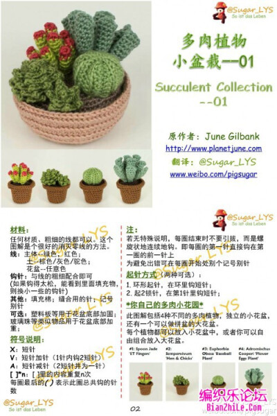 钩盆不凋零的盆栽