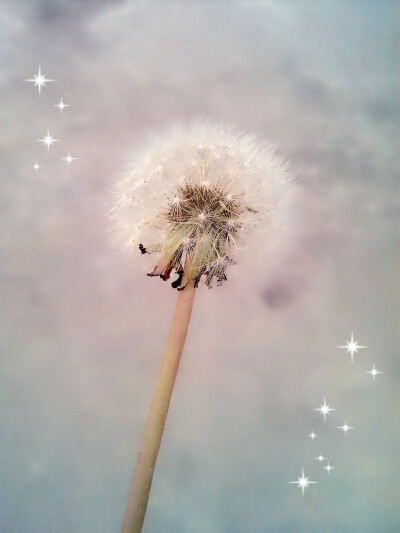 风景# 风中的蒲公英