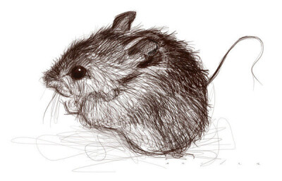 烙画素描老鼠图片图片