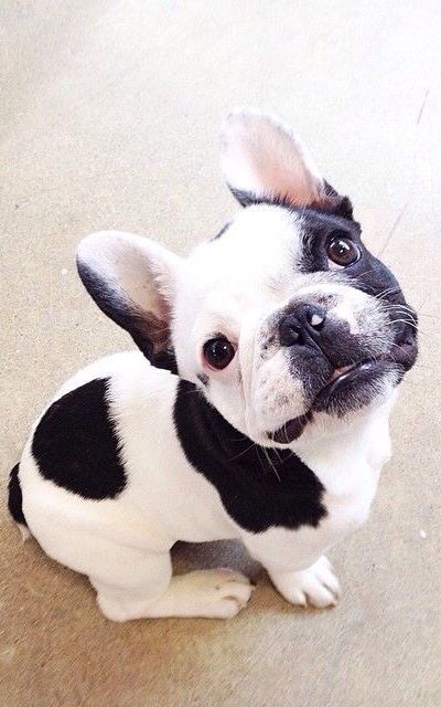 小法斗 - 堆糖,美图壁纸兴趣社区