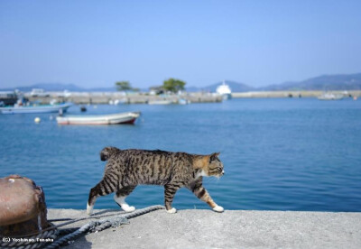 猫咪海边