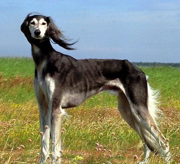 是中国古老的狩猎犬种,在神话故事中,二郎显圣真君的哮天犬就是这个