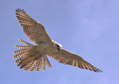 即肃慎语雄库鲁,意为世界上飞得最高和最快的鸟,有万鹰之神的含义
