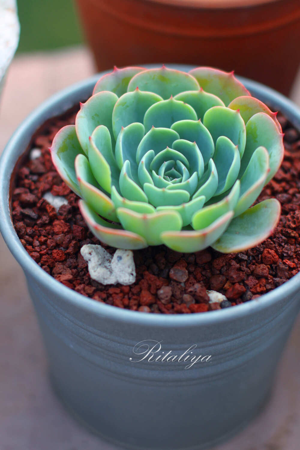 度过了夏天的大玉蝶多肉植物肉肉盆栽购买地址http://weidian.