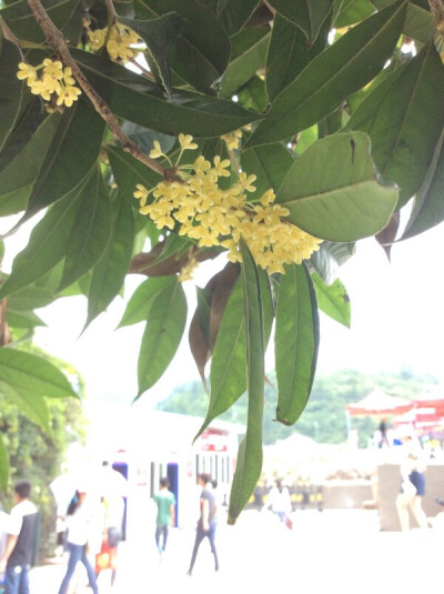 桂花和大多数花一样