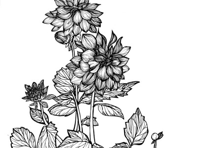 最近的作业,手绘植物花朵,之后变形,设计装饰纹样