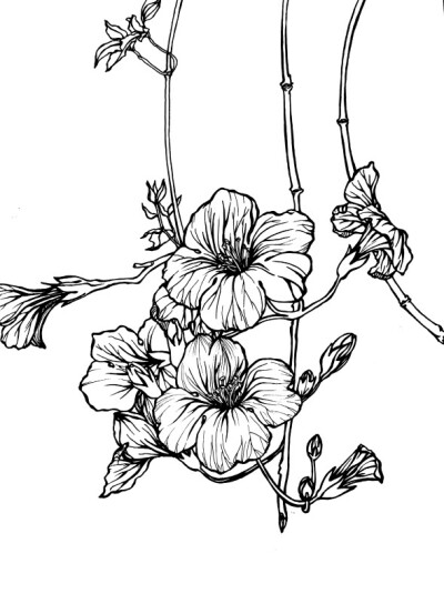 最近的作业,手绘植物花朵,之后变形,设计装饰纹样这花不知道叫什么