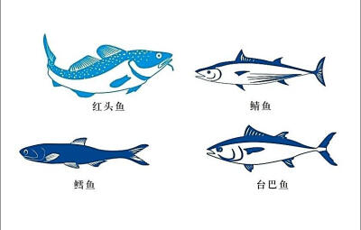 鱼 素材