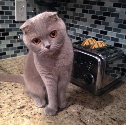 【萌物】猫咪 喵喵喵星人来卖萌o(≥v≤)o