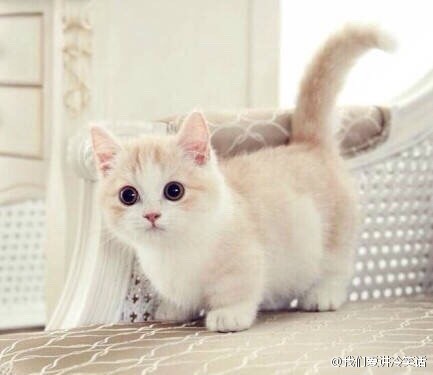 【萌物】猫咪 喵喵喵星人来卖萌o(≥v≤)o