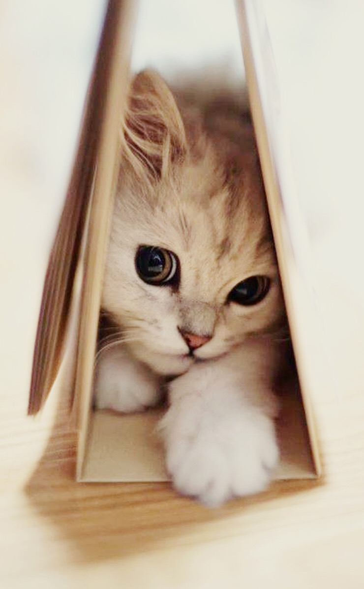 猫咪# #萌物# #可爱# #wallpaper# #手机壁纸# #背景# #锁屏# #壁 