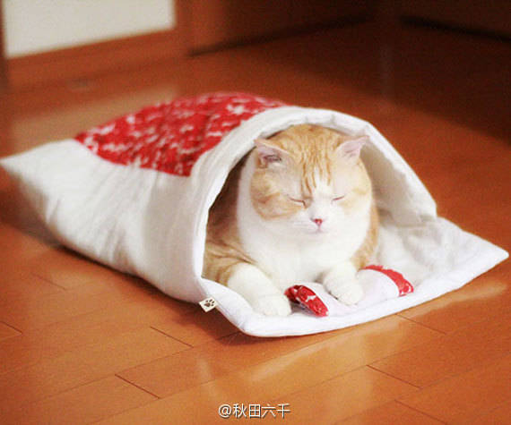 猫咪睡被窝