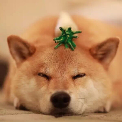治愈系狗狗动态