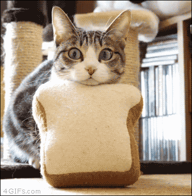 猫咪动态壁纸卖萌图片