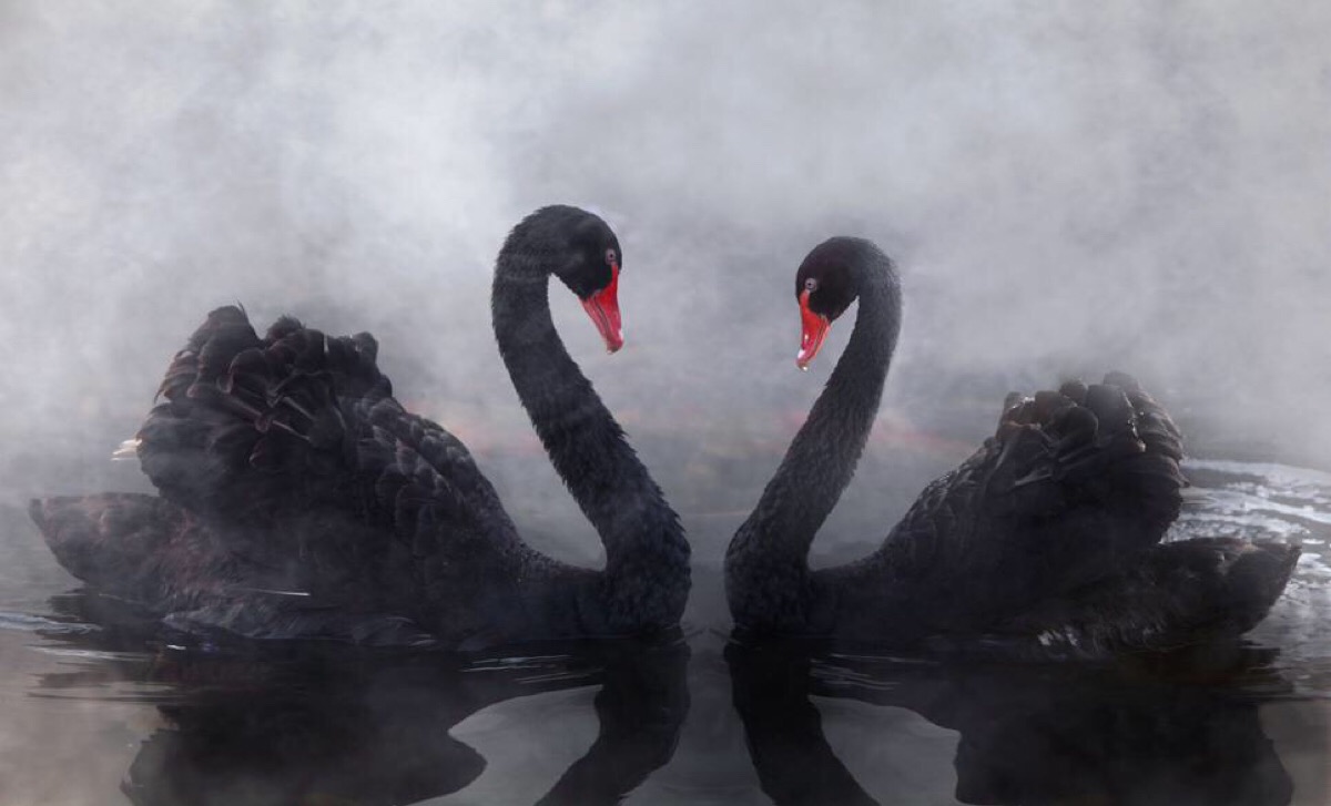 美之王者———黑天鹅 - 堆糖,美图壁纸兴趣社区