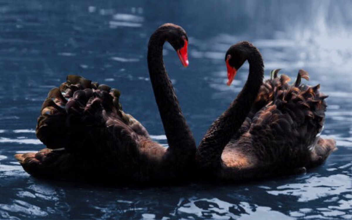 美之王者———黑天鹅 - 堆糖,美图壁纸兴趣社区