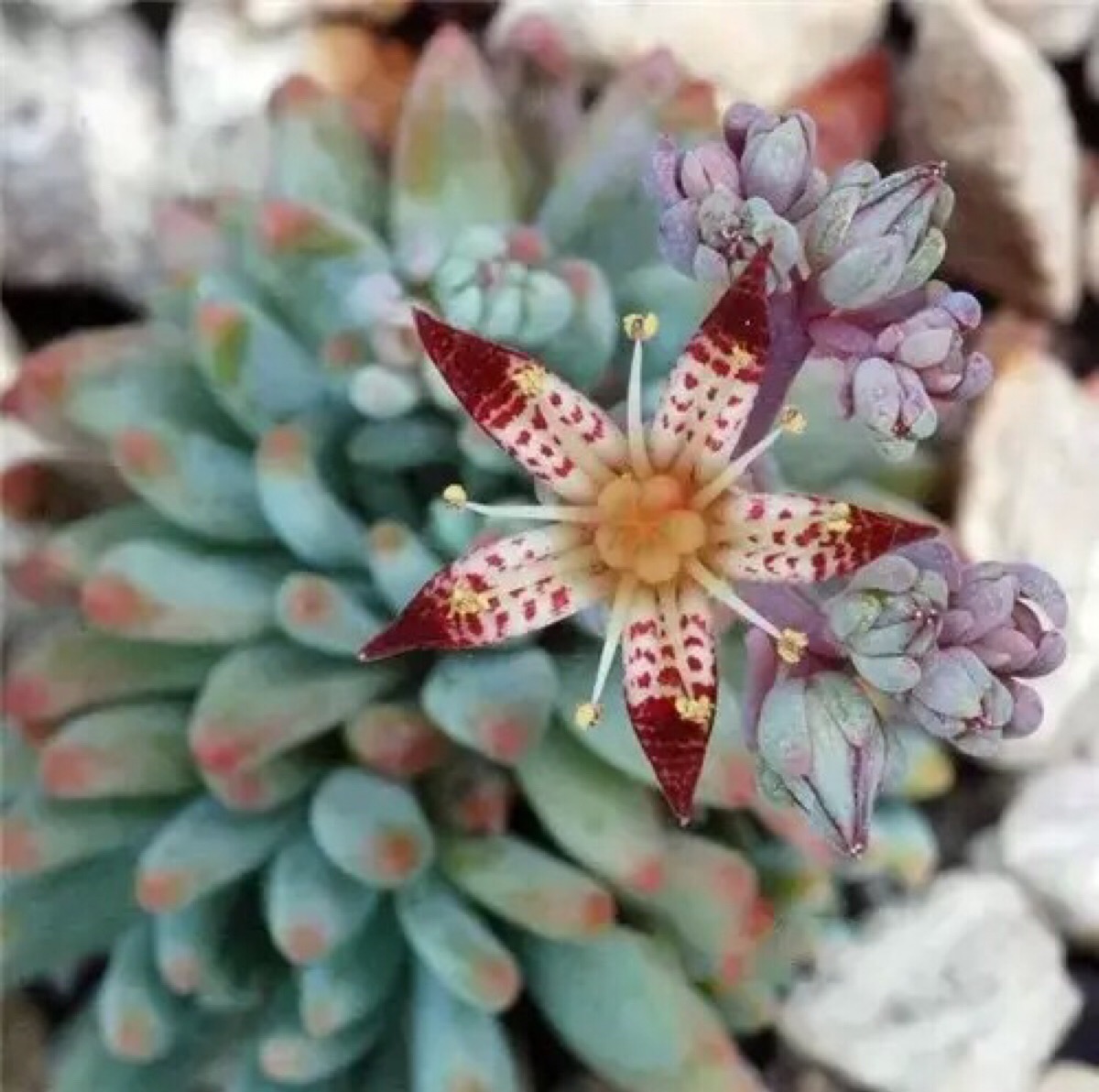 多肉植物开花,简直美翻了!