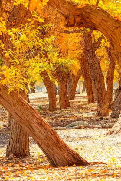 胡杨林墙绘 - 堆糖,美图壁纸兴趣社区