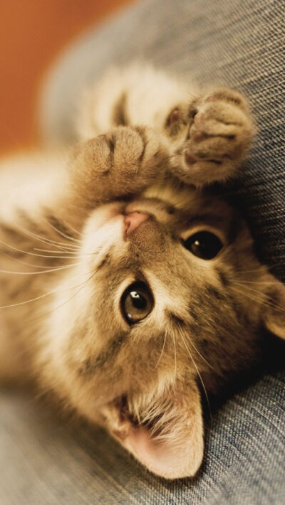 萌萌猫咪