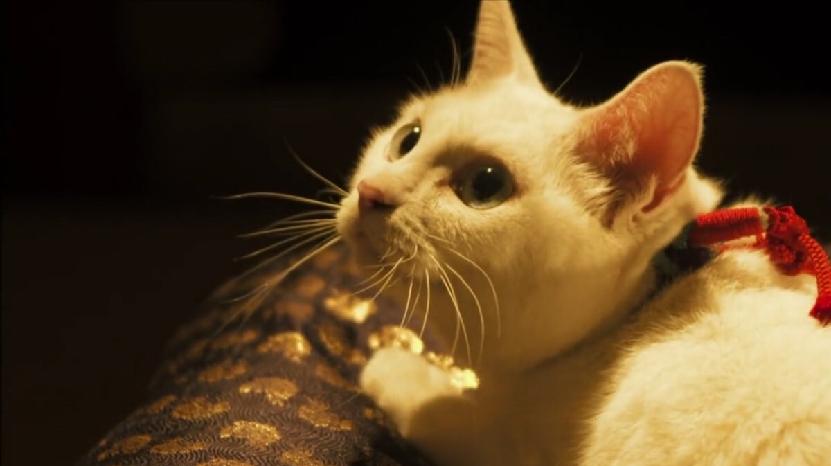 猫侍 治愈日剧 色调美好镜头干净