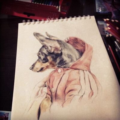 彩铅画—小鹿犬happy