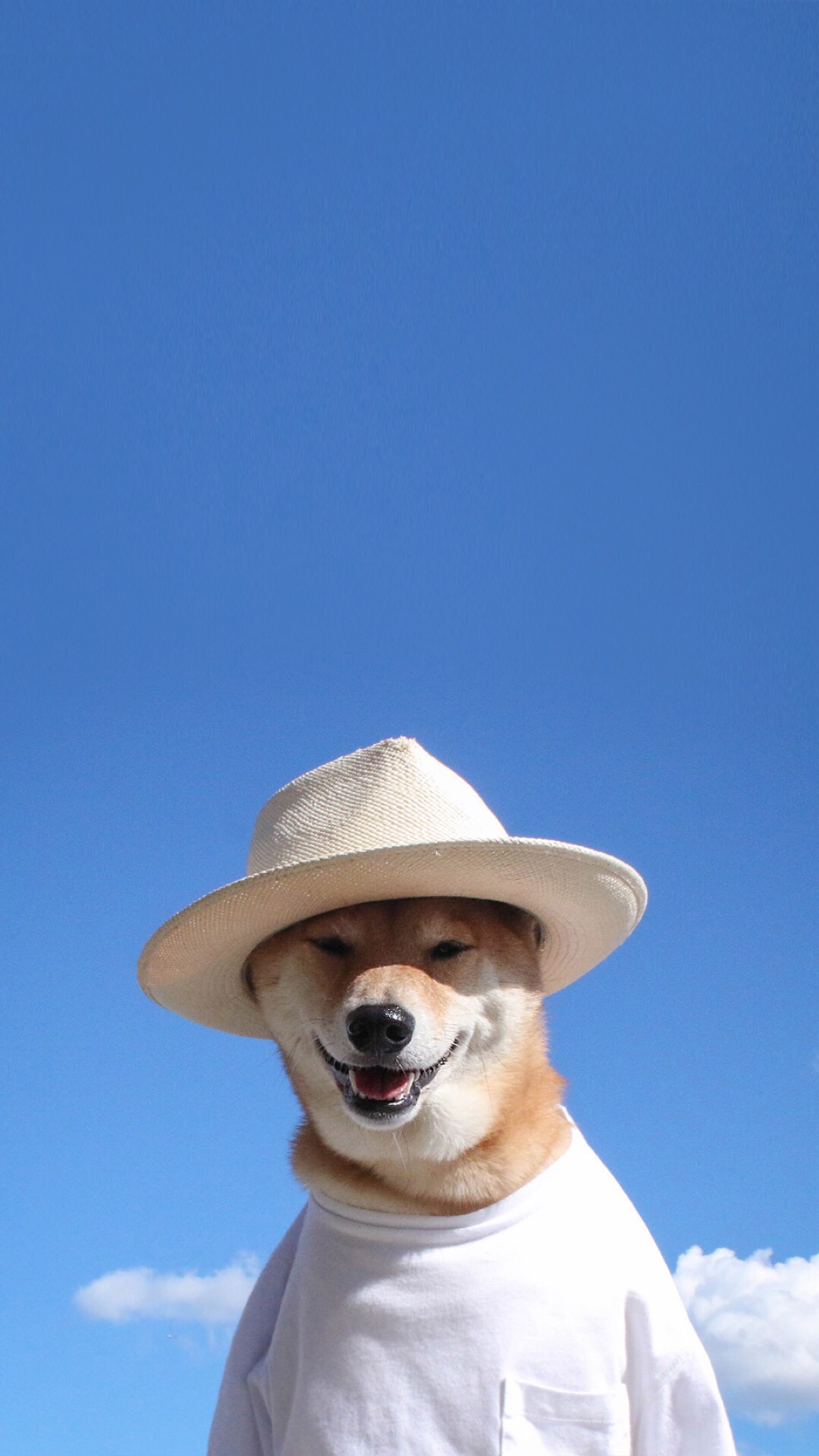 魔性doge系列壁纸