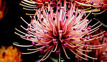 帝王花(protea cynaroides),又名普蒂亚花,是南非共和国的国花.