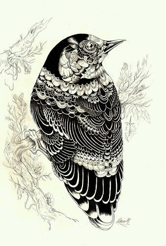 黑白 线稿 手绘 鸟