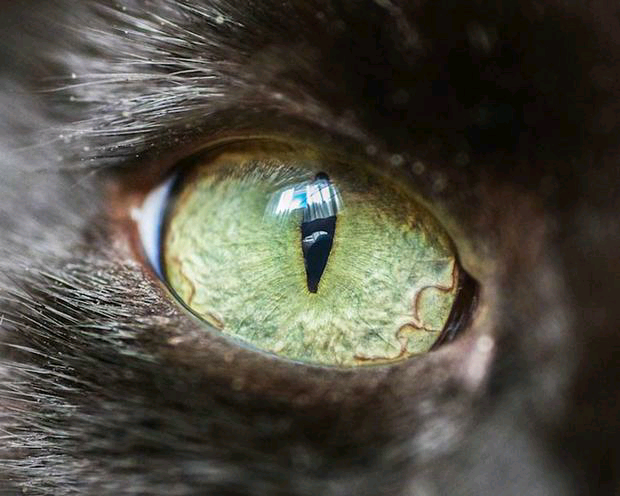 猫眼