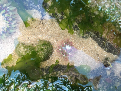 海葵 海 冬季 落潮 礁石