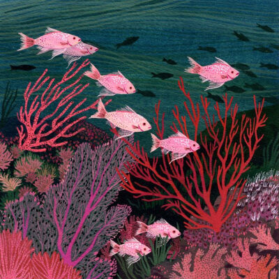 鱼 珊瑚