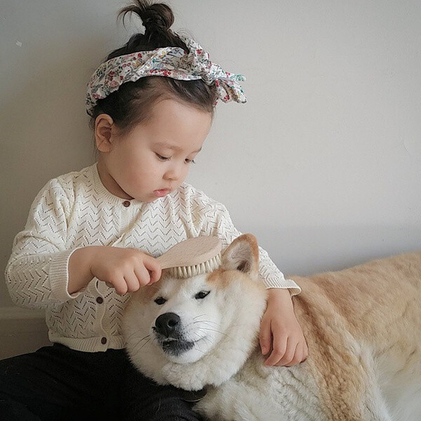 小萝莉 柴犬 宝宝 萌宝 娃娃 小孩 狗狗 宠物 儿童 萝莉 卖萌 可爱