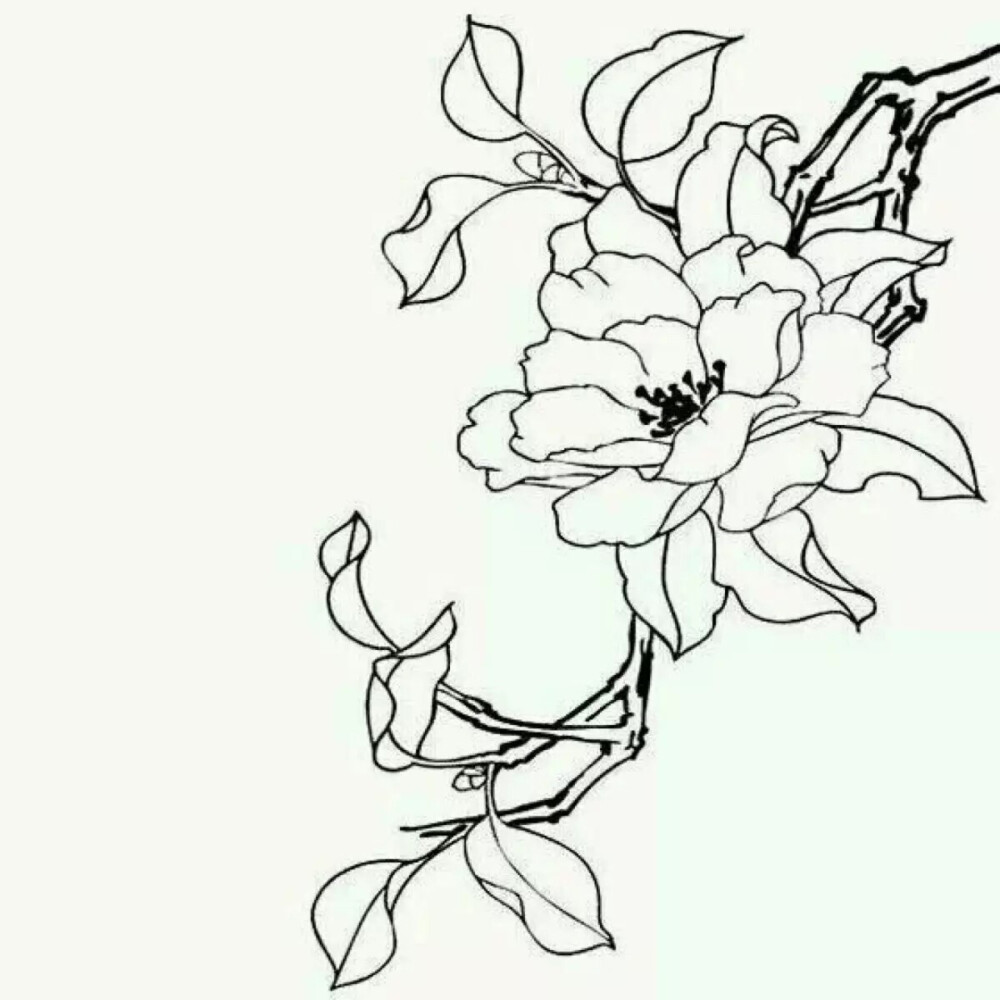 刻画简单花朵图片