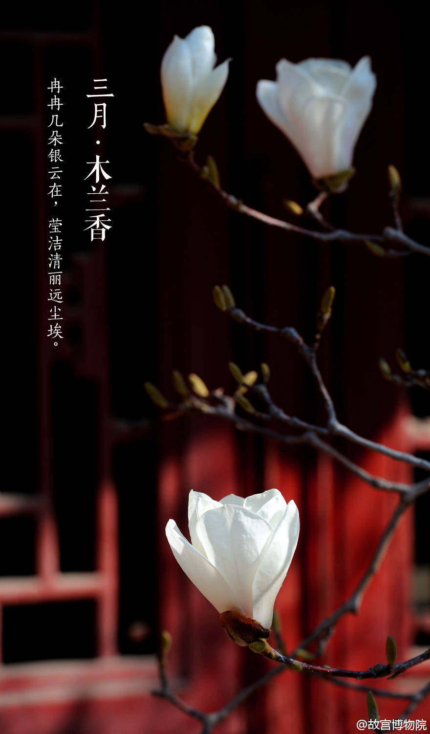 三月木兰香故宫紫禁城壁纸美图风景高清