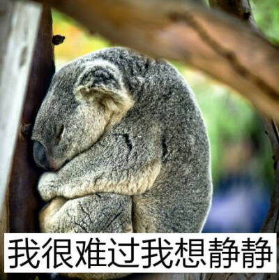 〈考拉表情包〉早安定&amp;amp;抱紧你就再舍不得放手 考拉队长