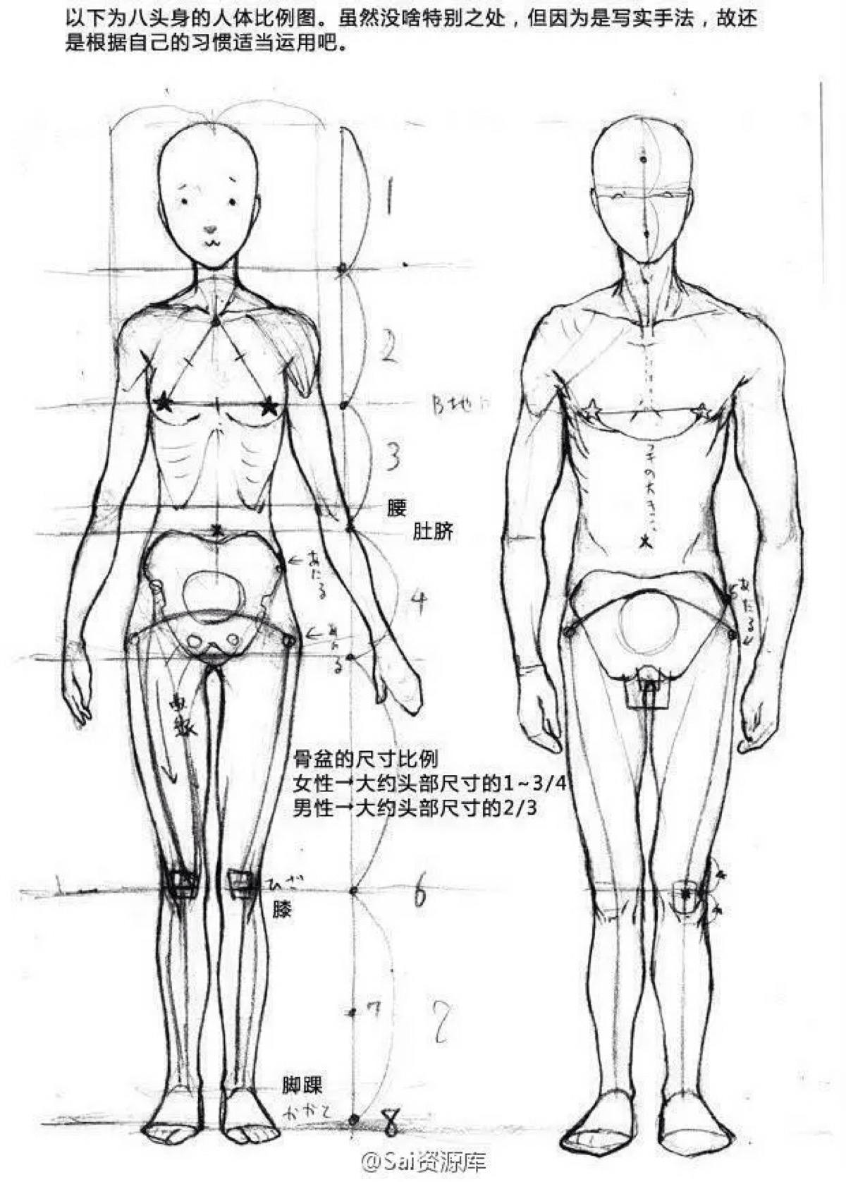 绘画教程 二次元 动漫 人物 参考练习 比例图
