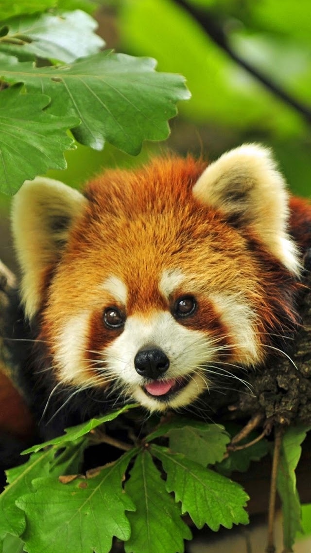 小熊猫 手机壁纸