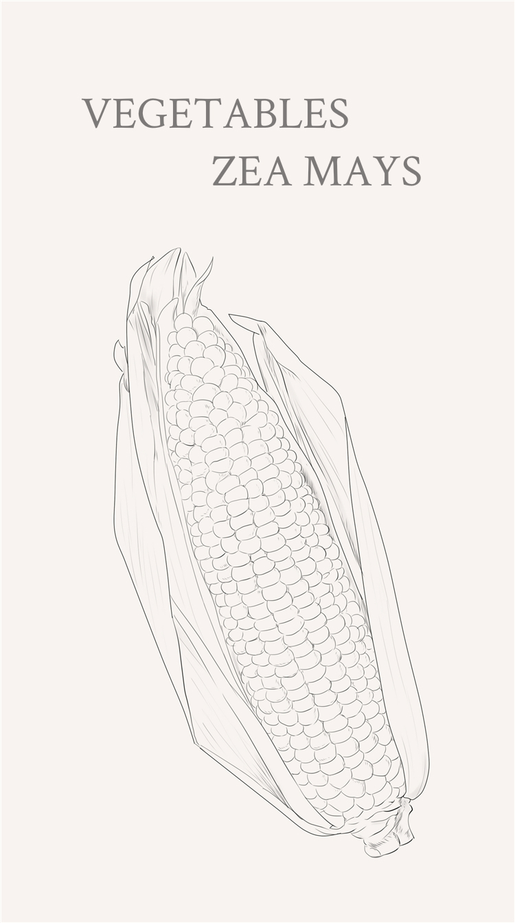 一串玉米的画法图片