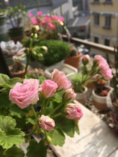 2015年11月15日,天竺葵洛可可