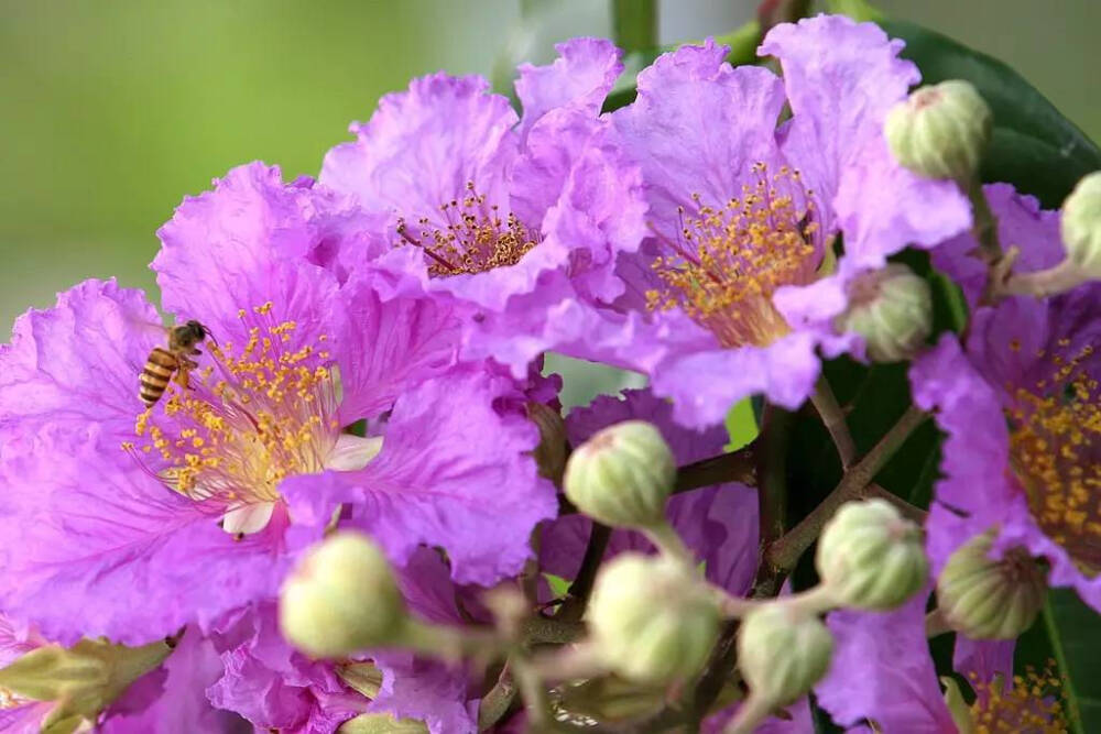 2015年11月19日 15:49   关注   紫色的花草有哪些?你造不