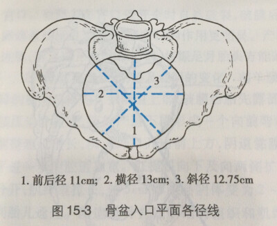 骨盆入口左右斜径图片