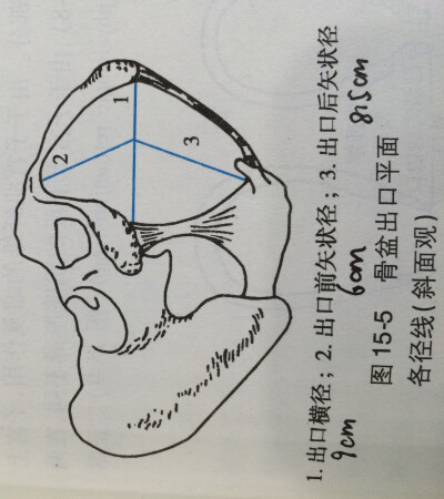 骨盆出口平面图及径线图片