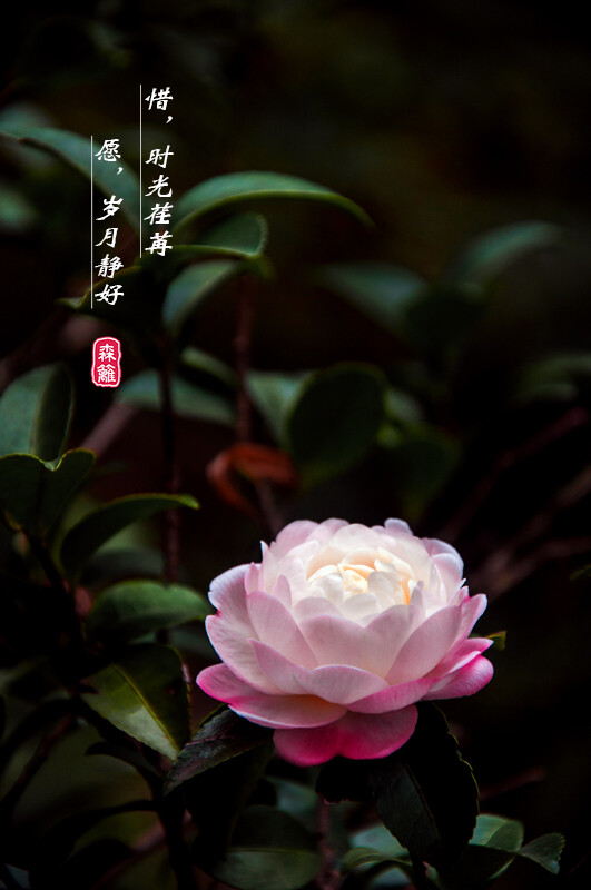 花茶花意境岁月静好茶花摄影赞评论更多