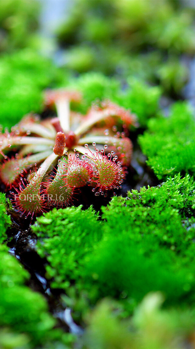 壁纸 桌面 文艺 食虫植物 茅膏菜 锦地罗(所有壁纸均为鱼半月原创摄影