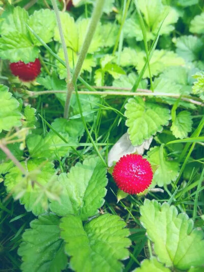 蛇莓果 蔷薇科 ,多年生草本,全株有柔毛;匍匐茎长.