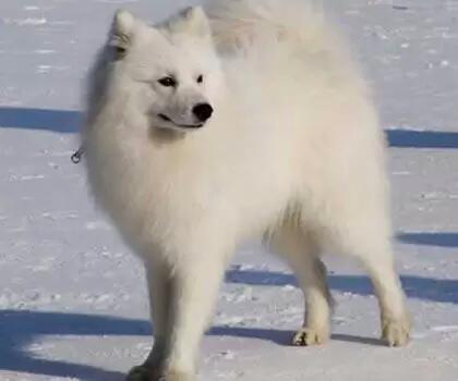 日本银狐是由德国被毛为白色的狐狸犬与日本犬通过改良而成的,在1952