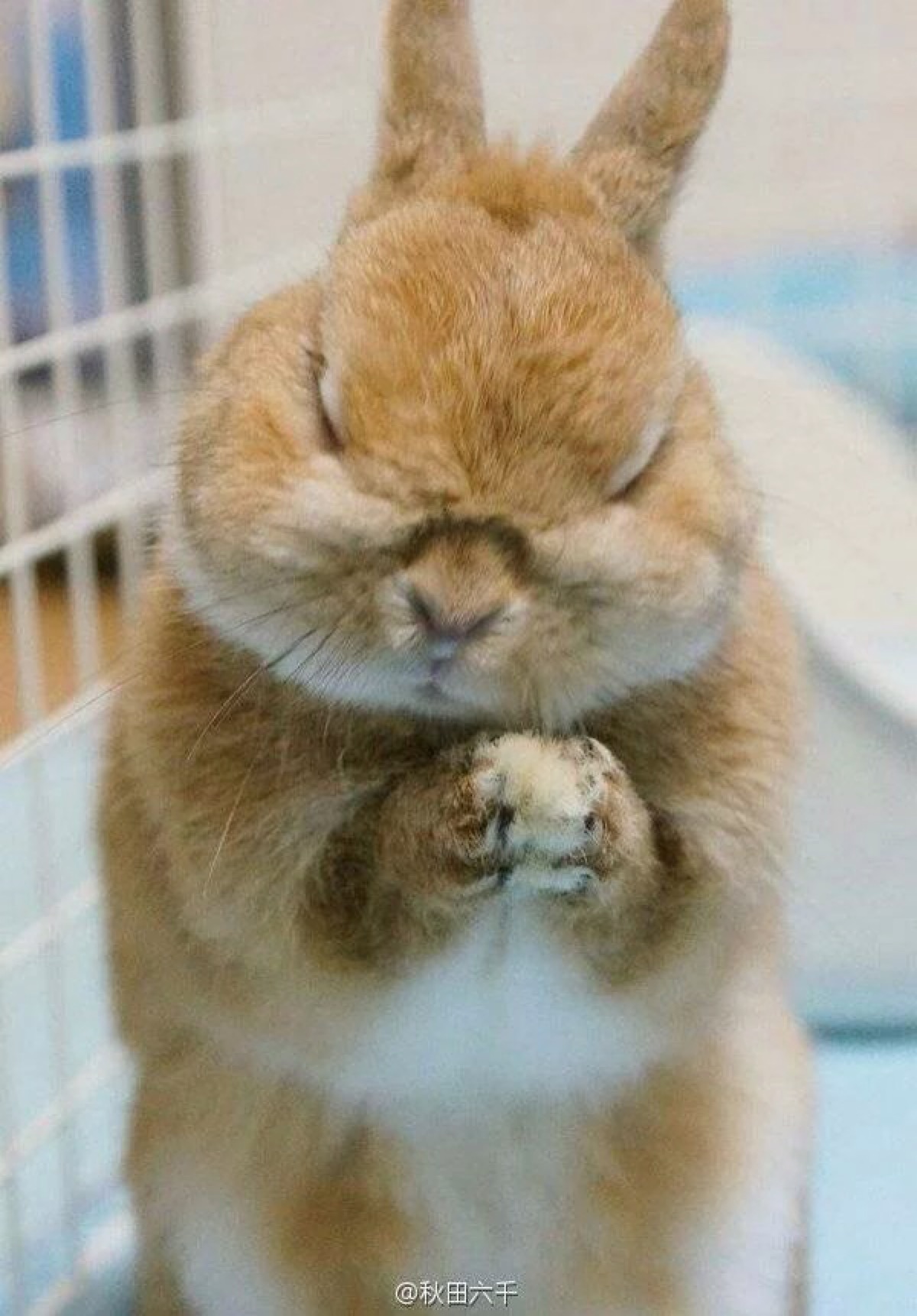祈祷的兔子 萌