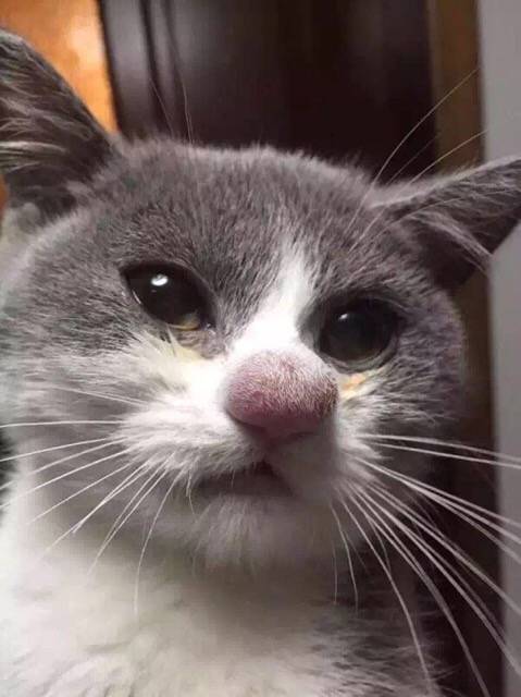 被蜜蜂叮过的猫,鼻子肿肿的好心疼