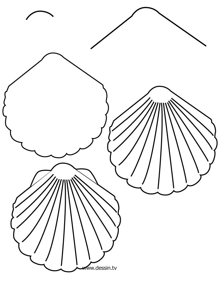 贝壳的画法图纸图片
