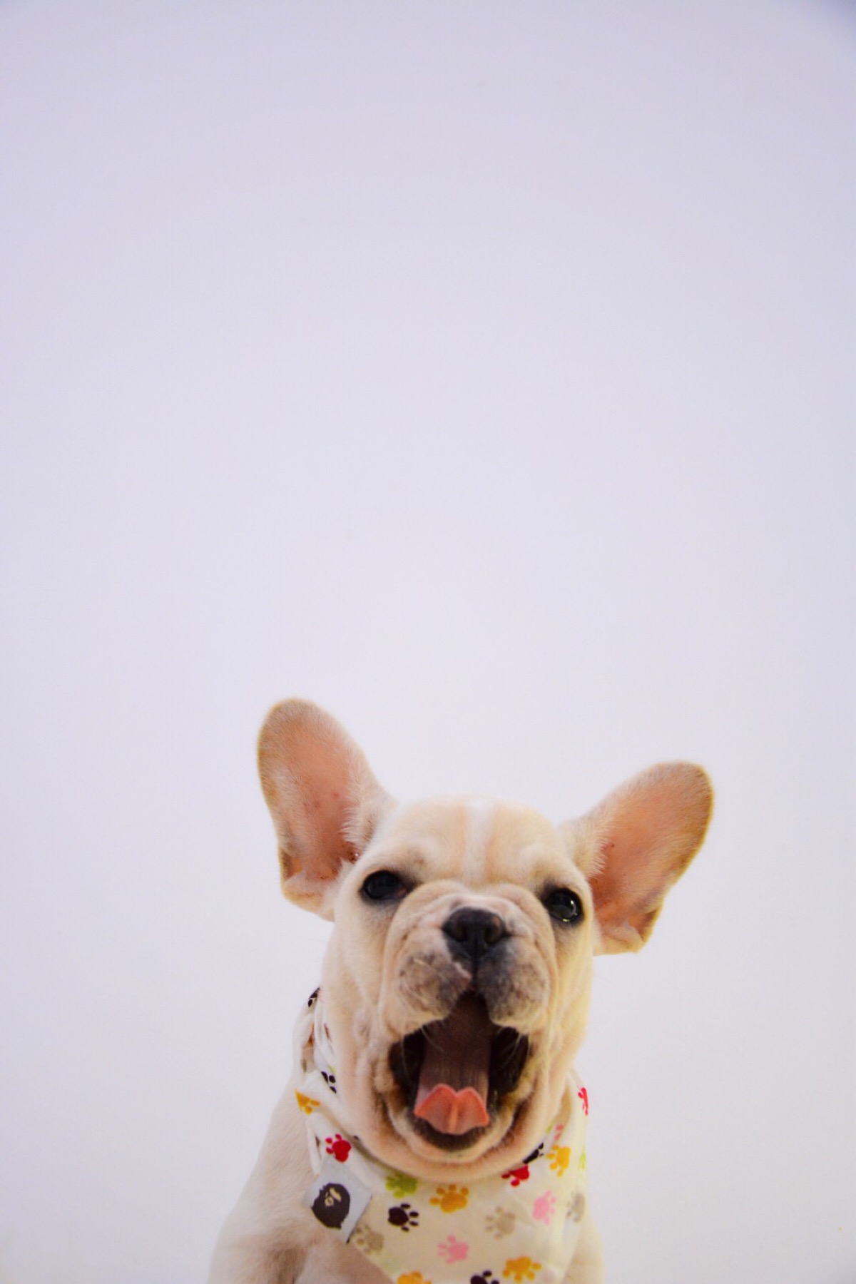 法斗—eliza - 堆糖,美图壁纸兴趣社区